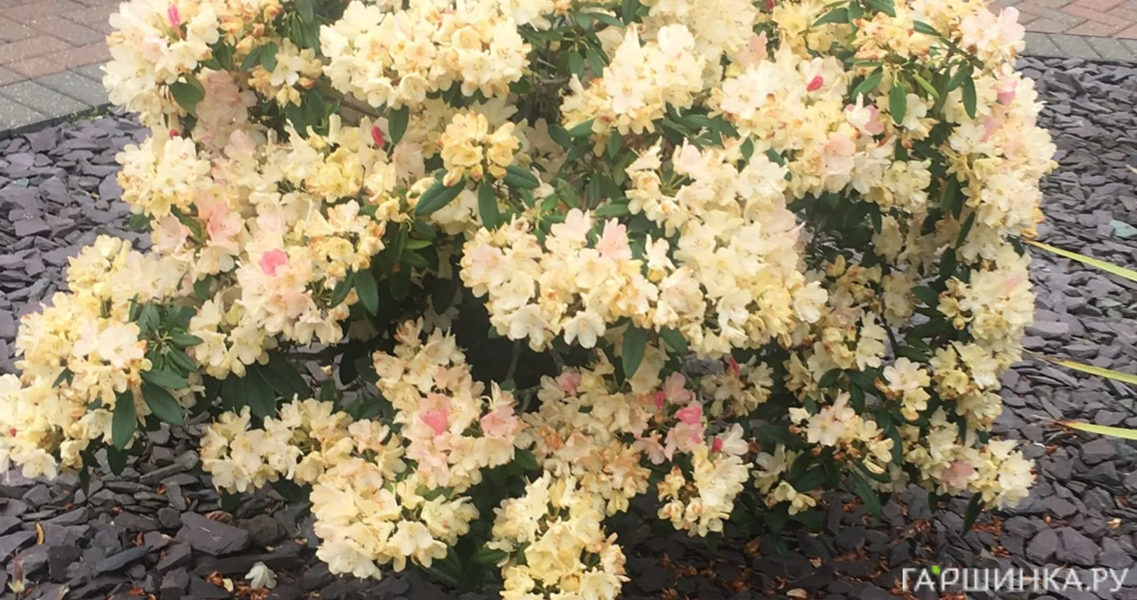 Рододендрон якушиманский Саффрано