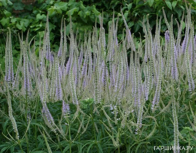 Вероникаструм Лавенделтурм