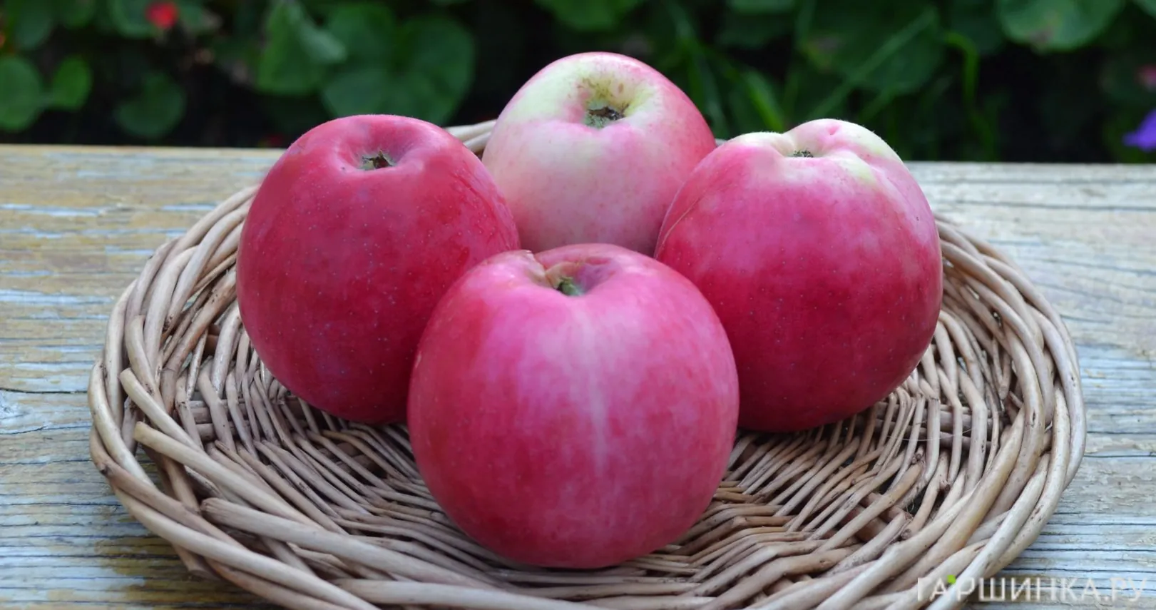 Яблоня Алое раннее