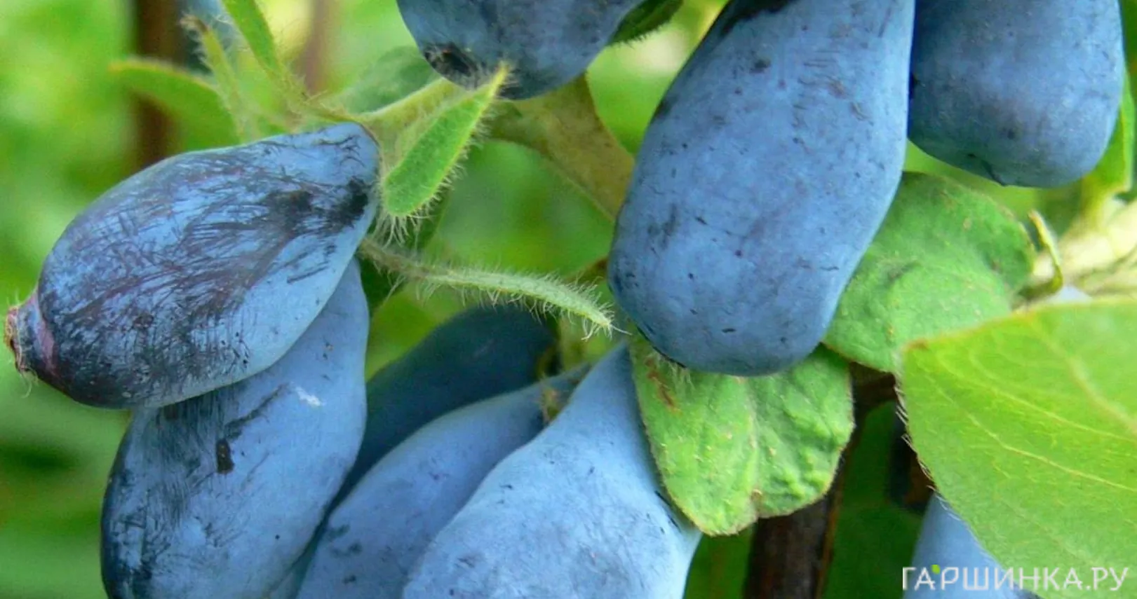 Жимолость Синеглазка