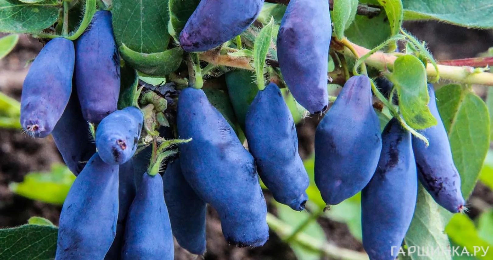 Жимолость Восторг