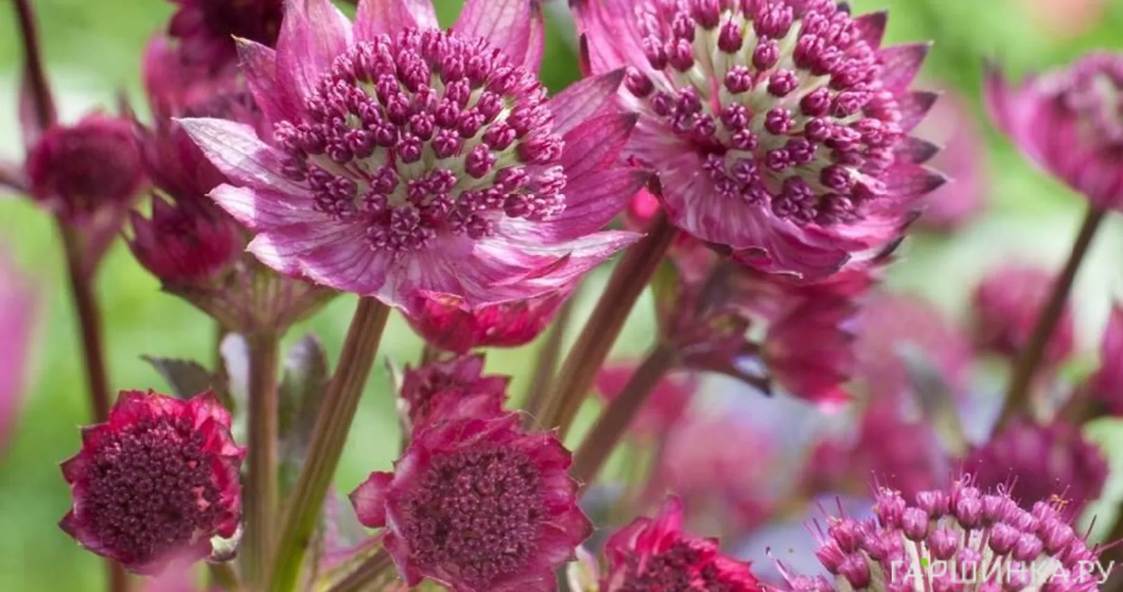 Астранция Венис крупная