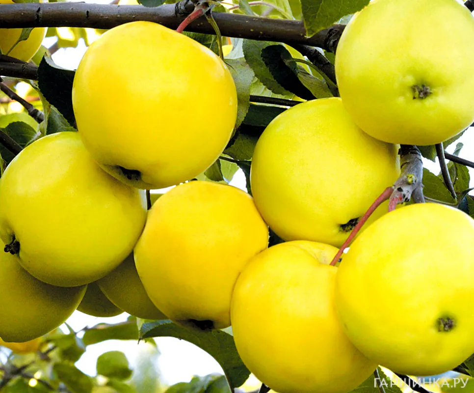 Яблоня Папиро Янтарное