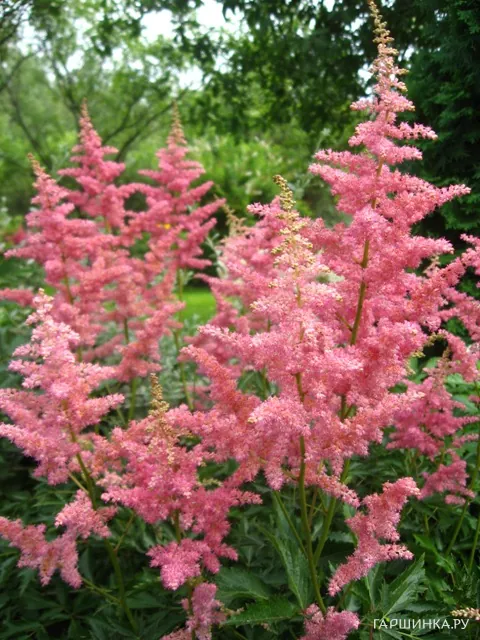 Астильба арендса Анита Пфайфер