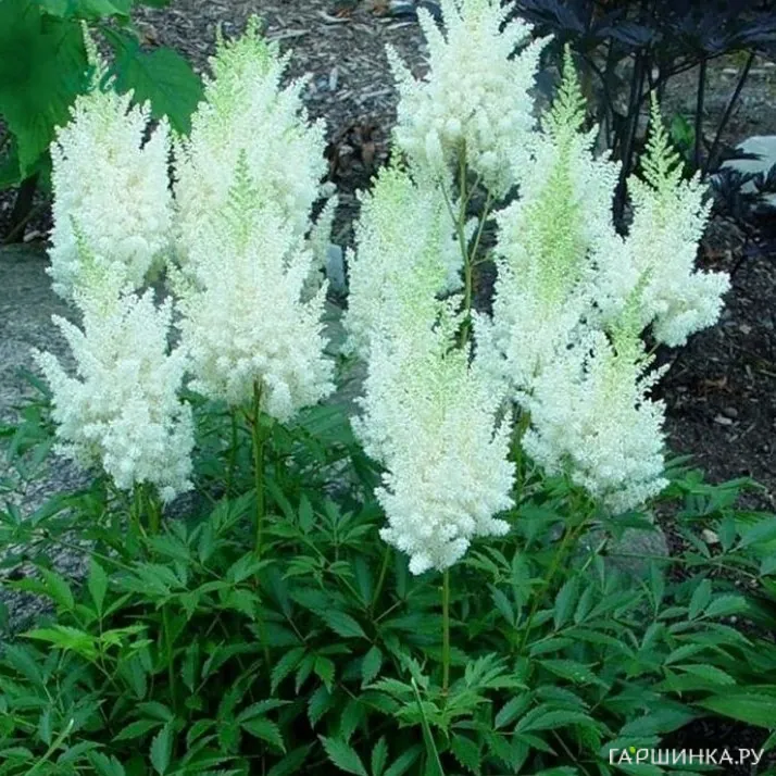 Астильба Арендса Сноудрифт