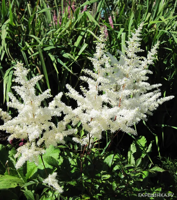 Астильба Элли японская