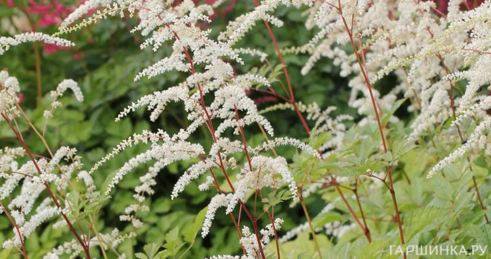 Астильба Тунберга Профессор ван ден Вилен