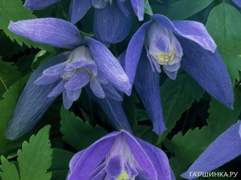 Клематис (Княжик) Джиска полумахровый синий (1)