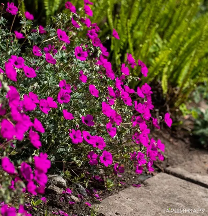 Герань садовая Гюссепии