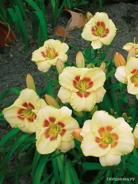 Лилейник Кастед Кэнди