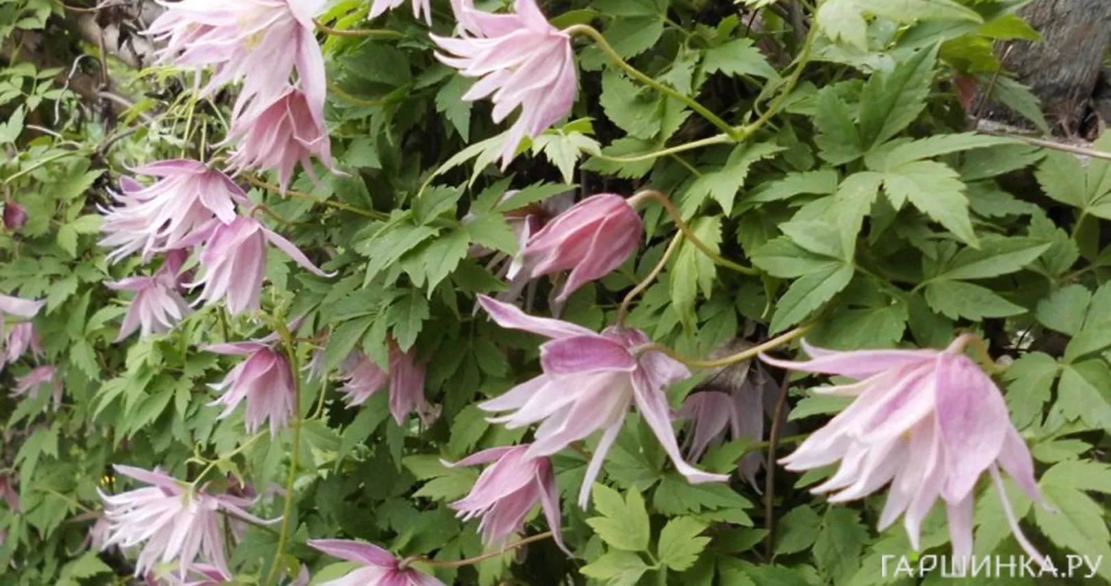 Клематис (Княжик) Пинк Сюрпрайз (Розовый сюрприз) махровый (1)