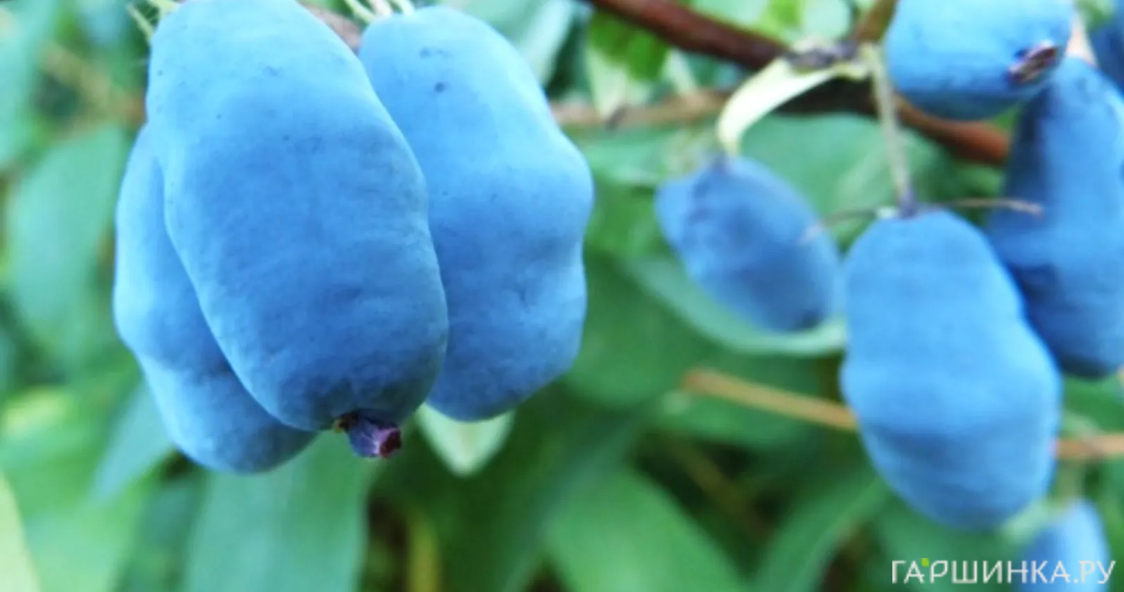 Жимолость Синичка