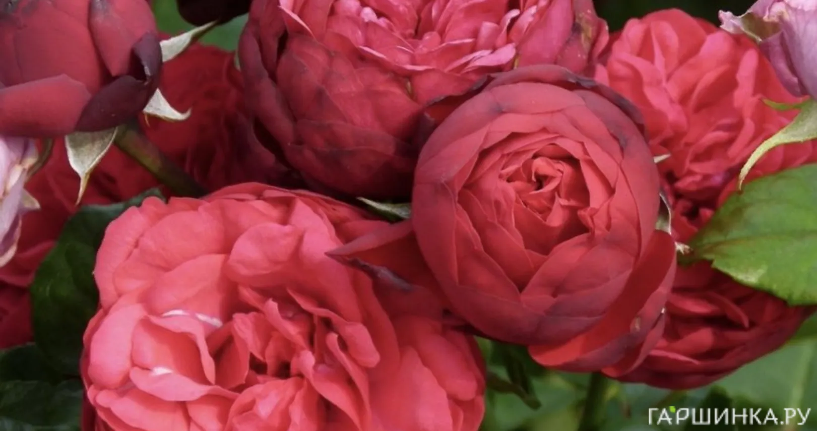 Роза Пиано чайно-гибридная, Тантау (лиц)