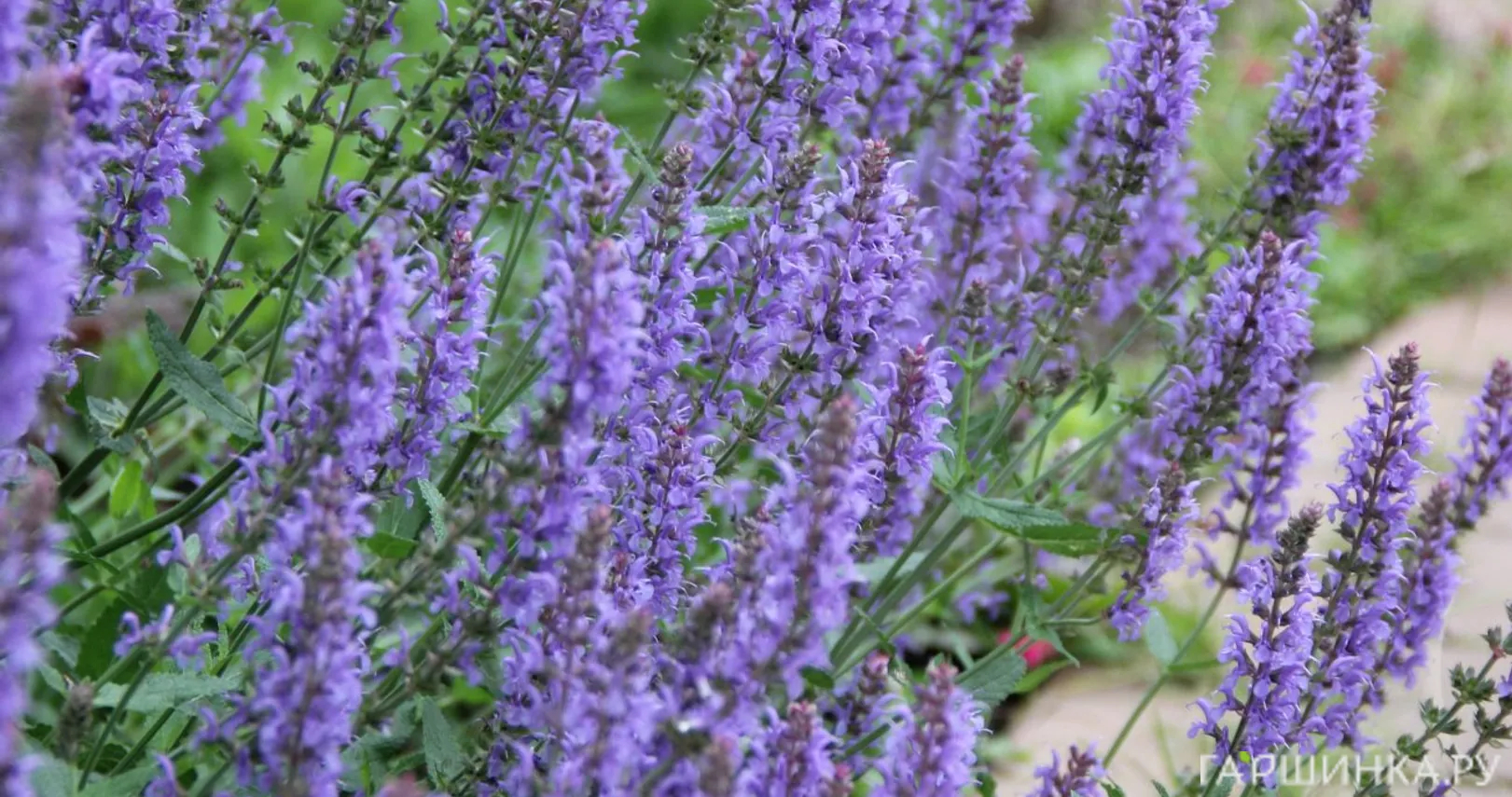 Шалфей (сальвия) дубравный Блаухугель