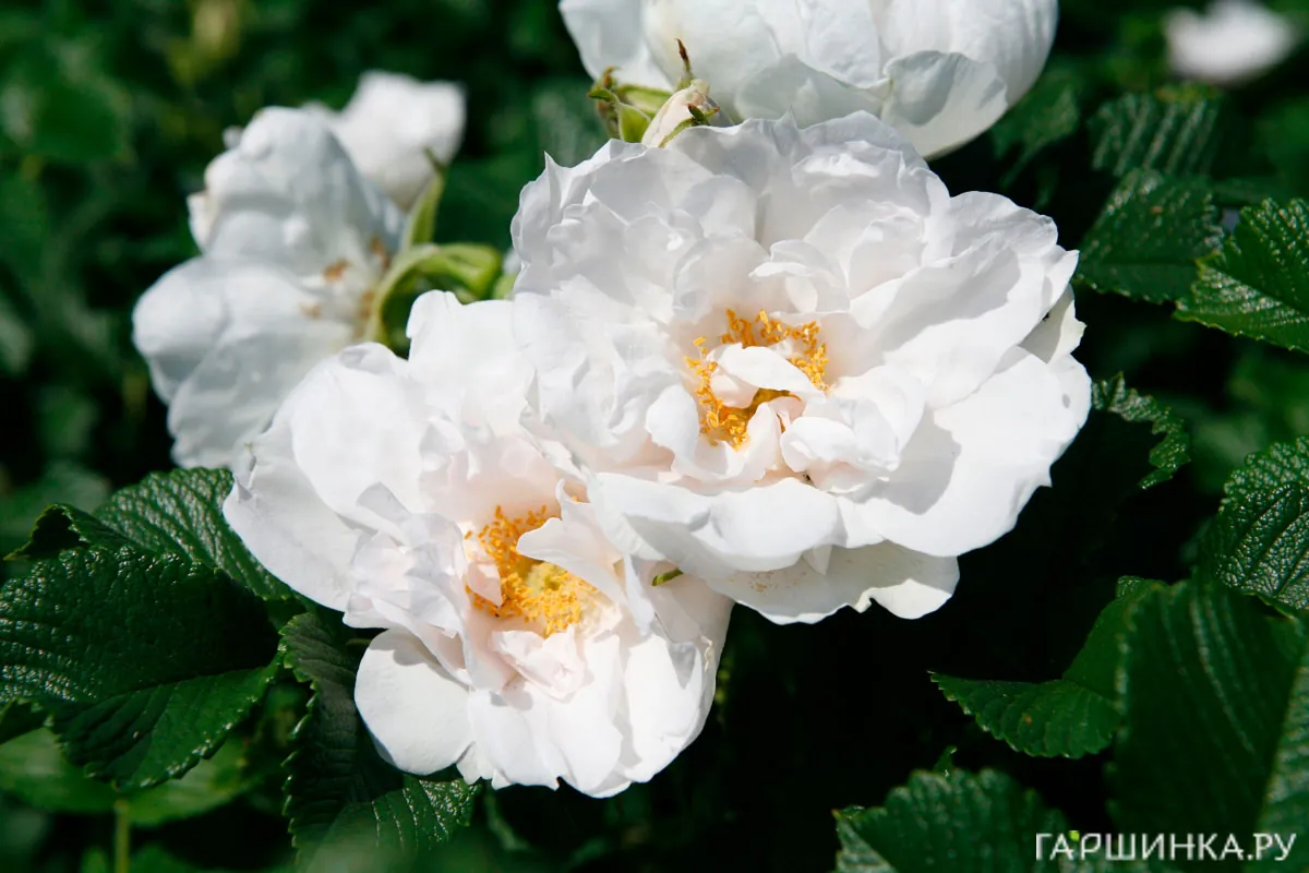 Роза Вайт Роадранер ругоза (лиц)