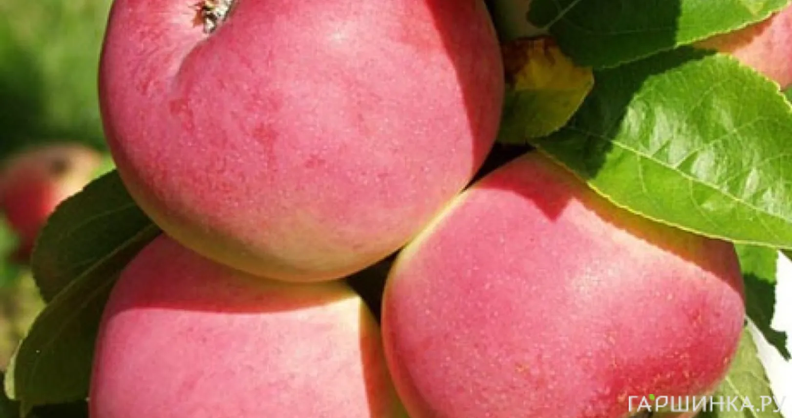 Яблоня Мельба