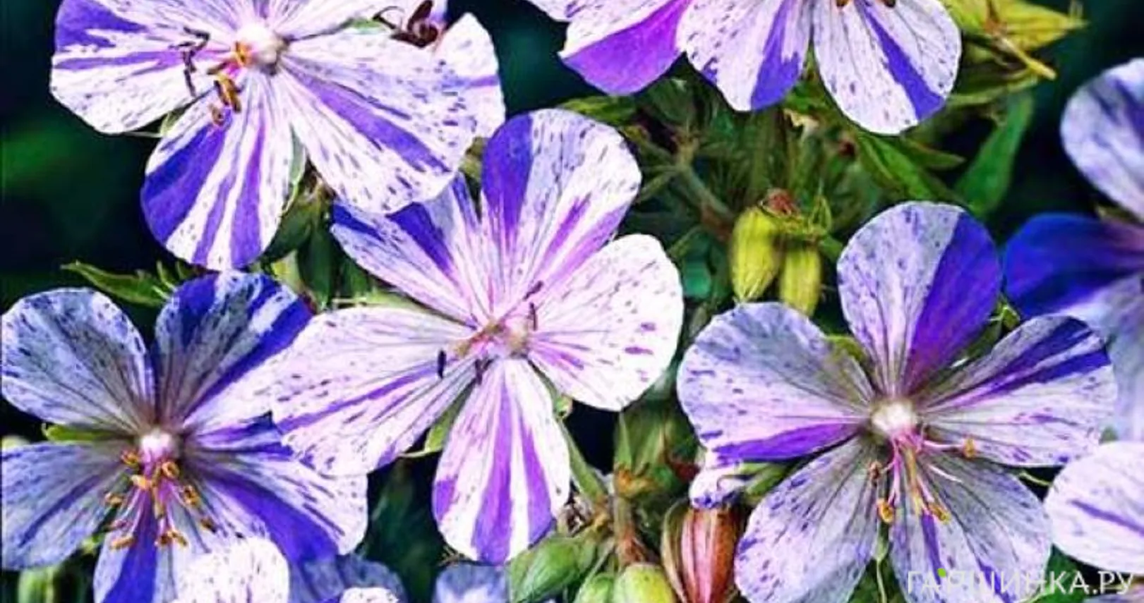 Герань Акатон луговая