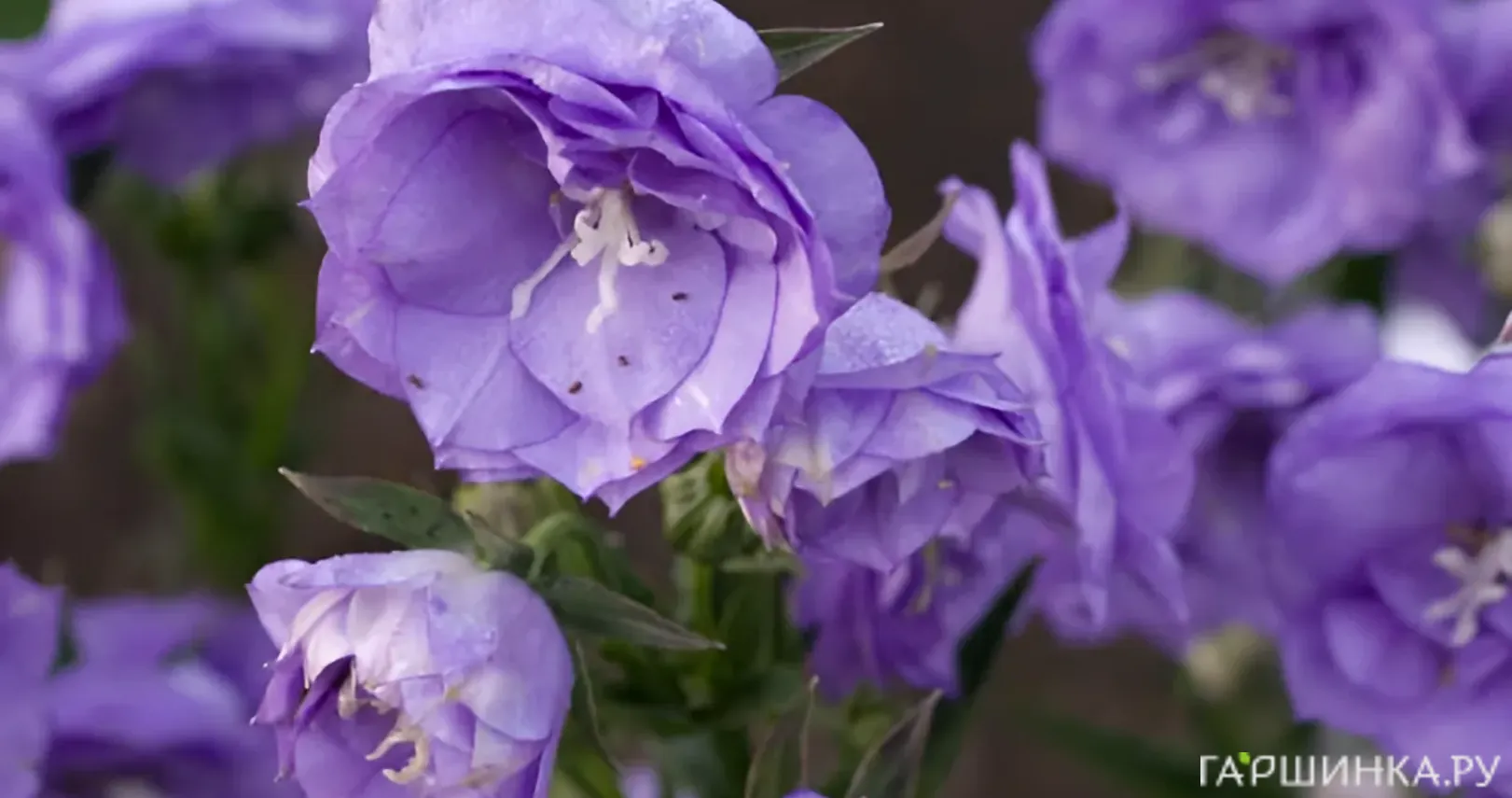 Колокольчик персиколистный Ля Белль Блю