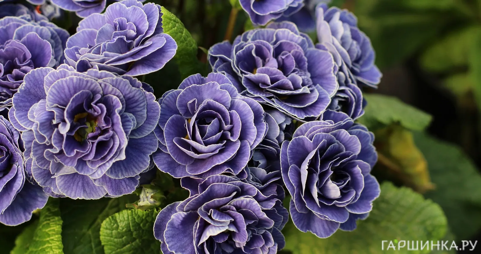 Примула Беларина Аметист Айс