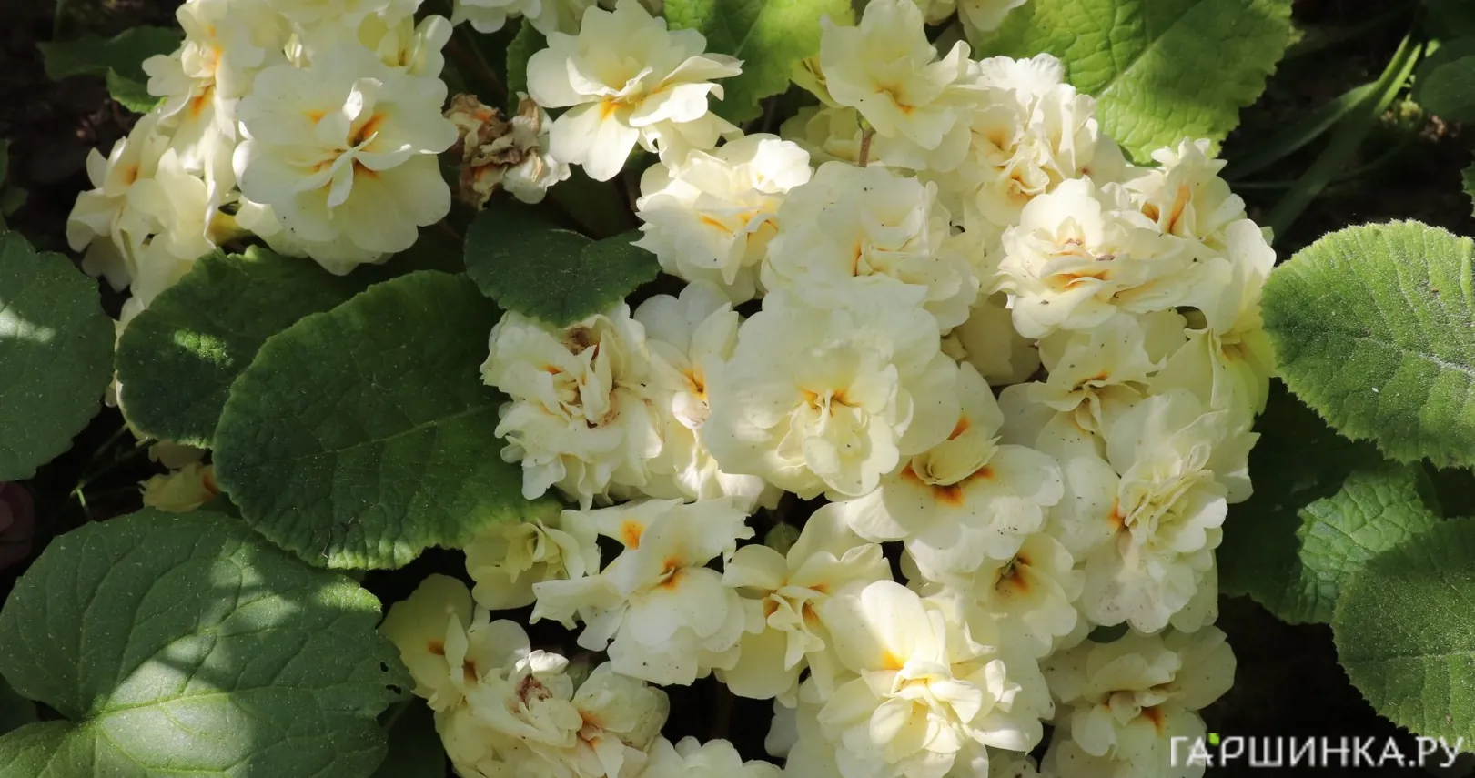 Примула Беларина Крим