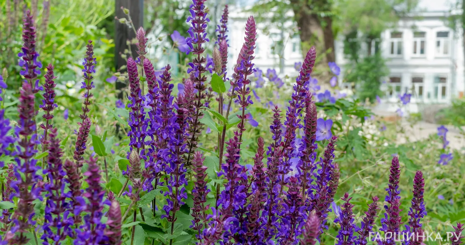 Шалфей (сальвия) дубравный Сальваторе Блю