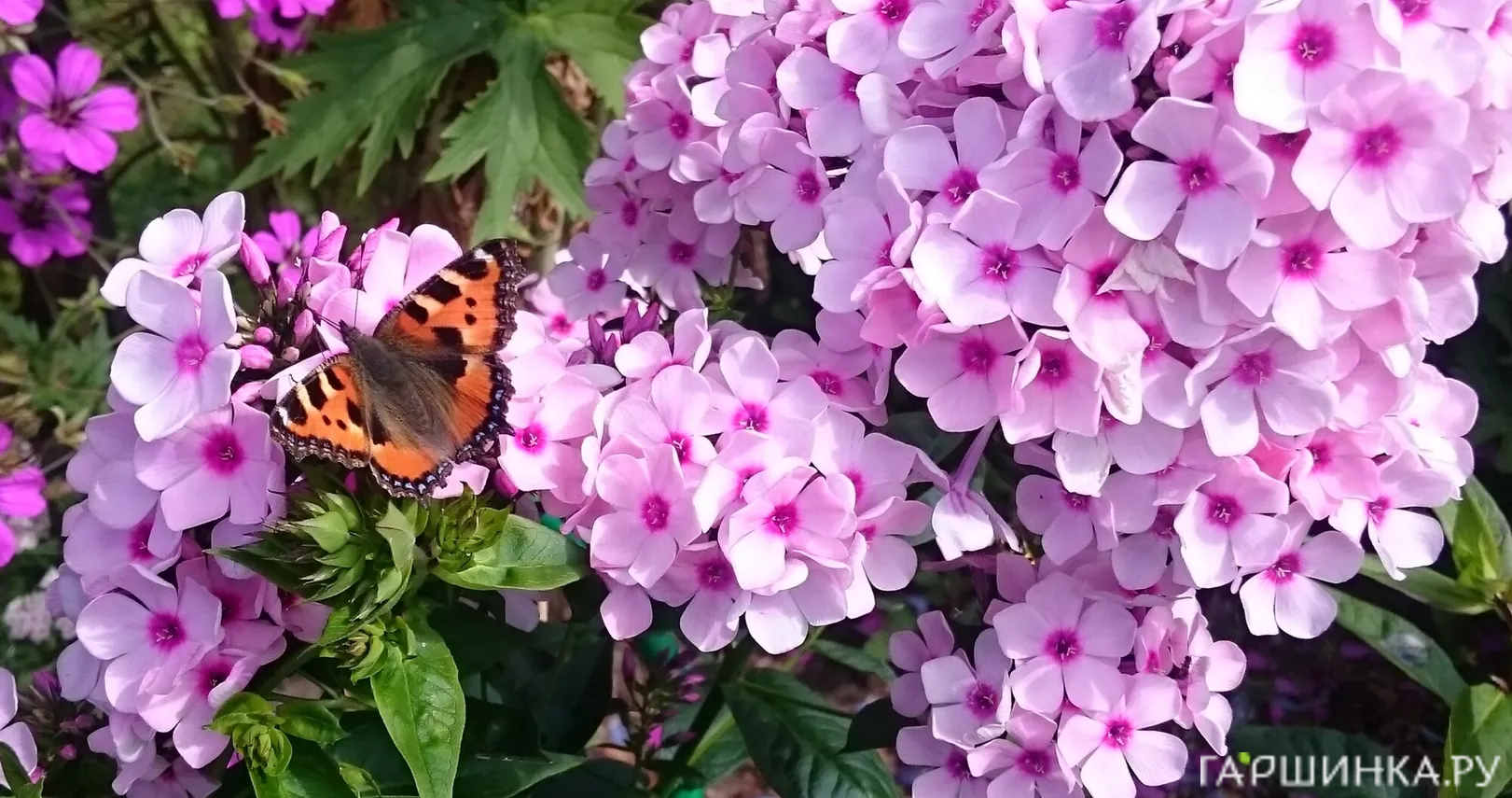 Флокс Бисер