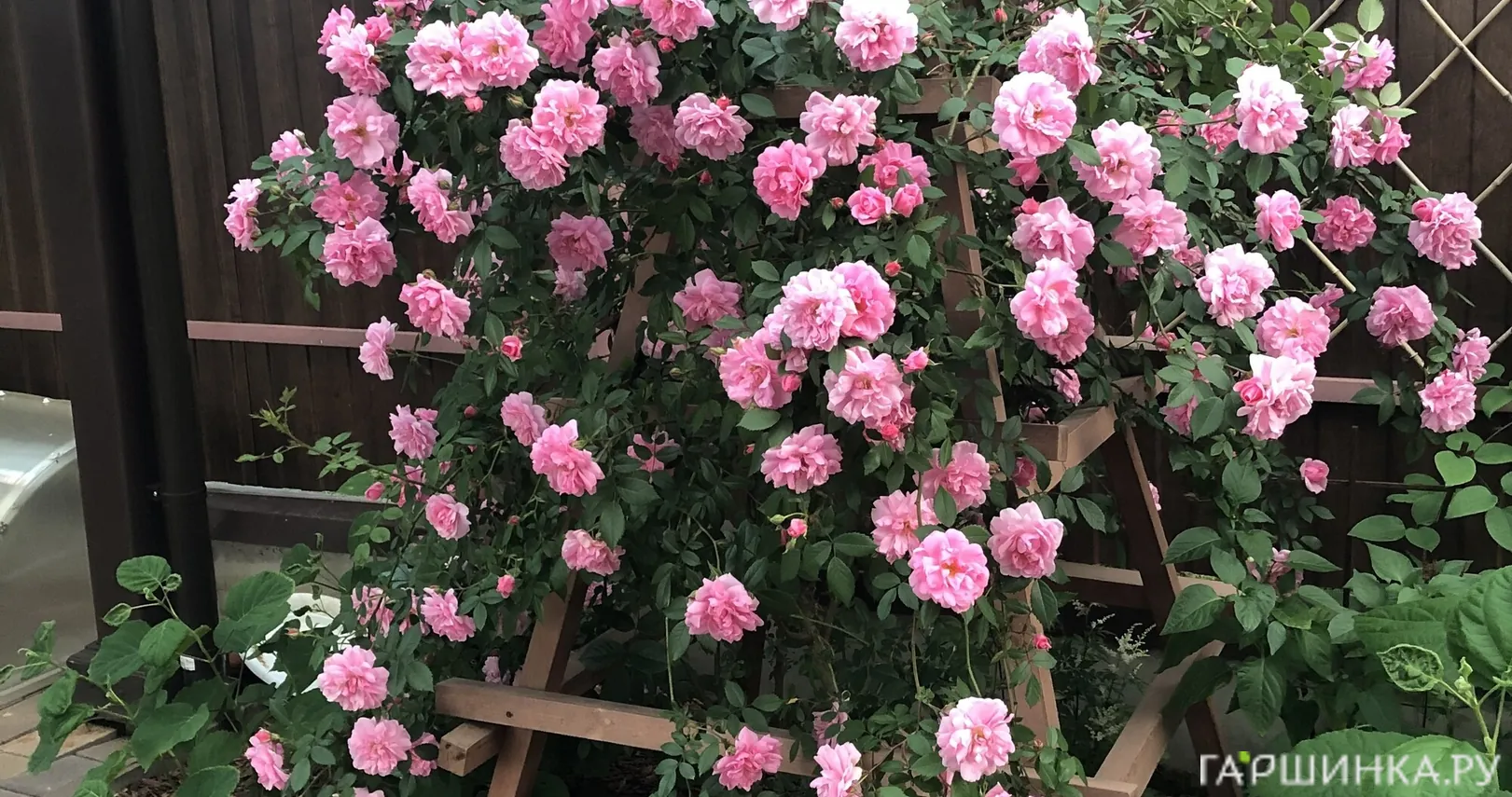 Роза Джон Дэвис канадская парковая (лиц)