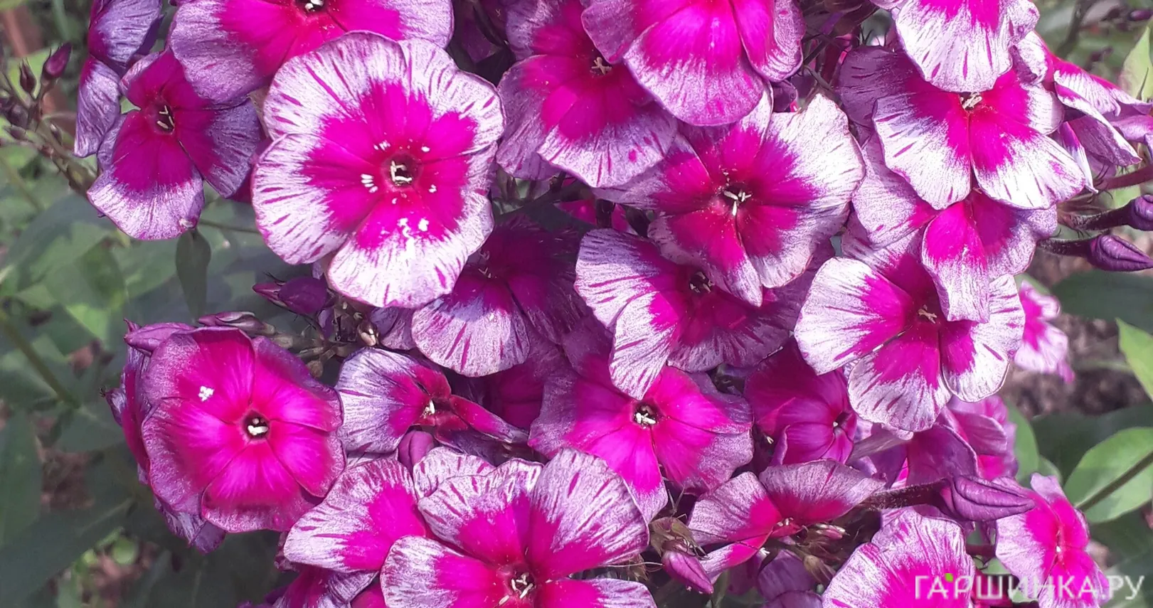 Флокс Дракон