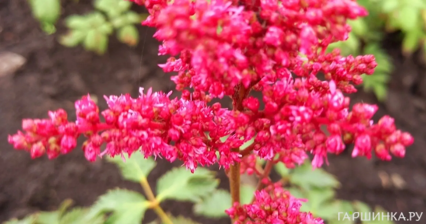 Астильба Арендса Фанал