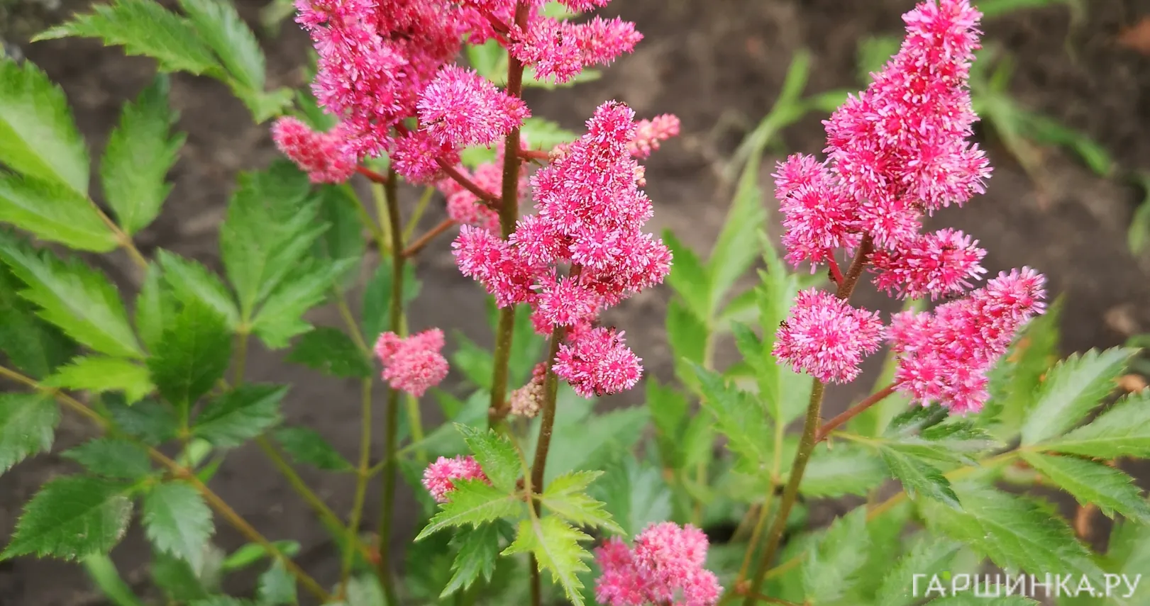 Астильба японская Кельн