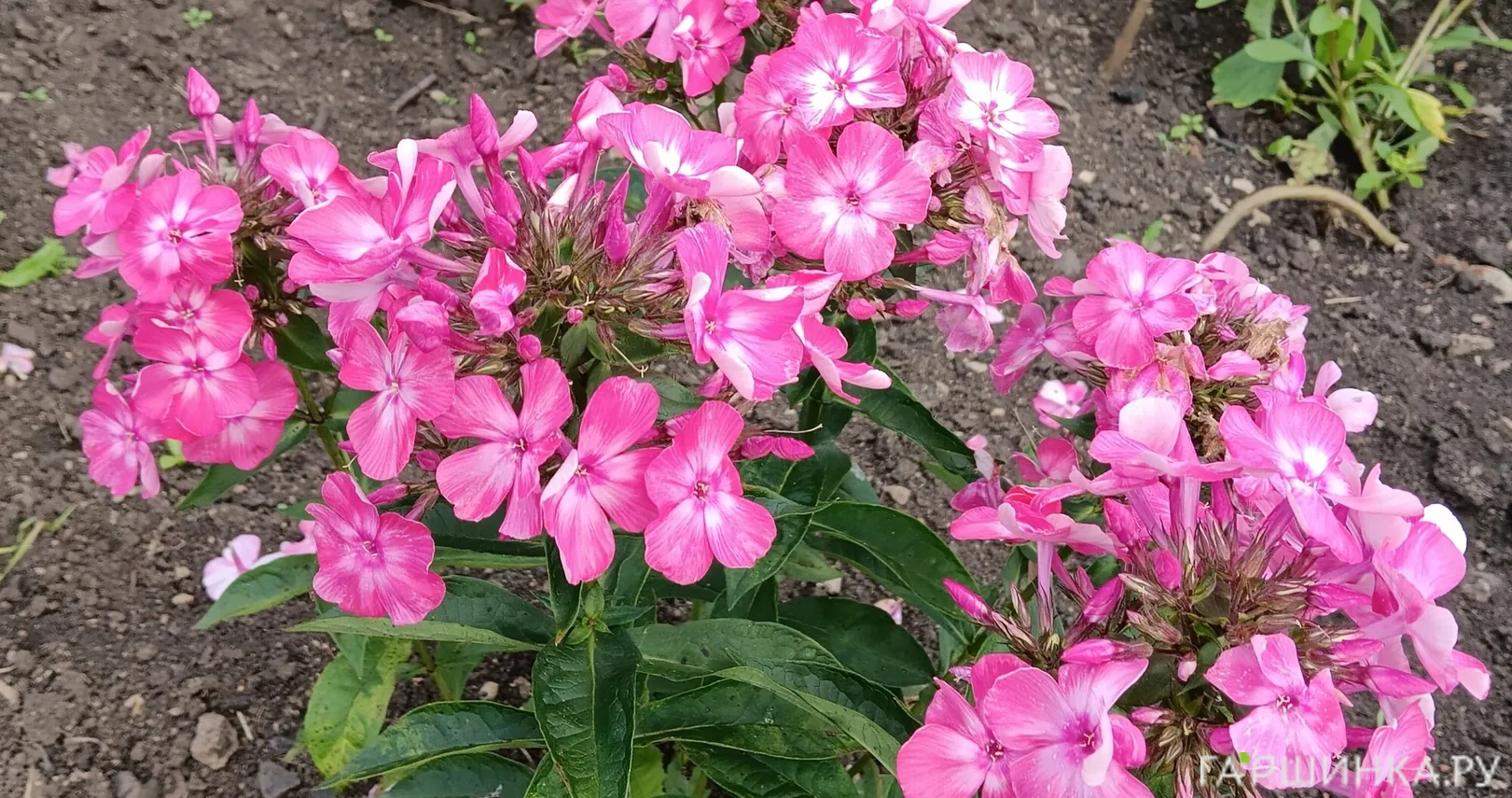 Флокс Евгения