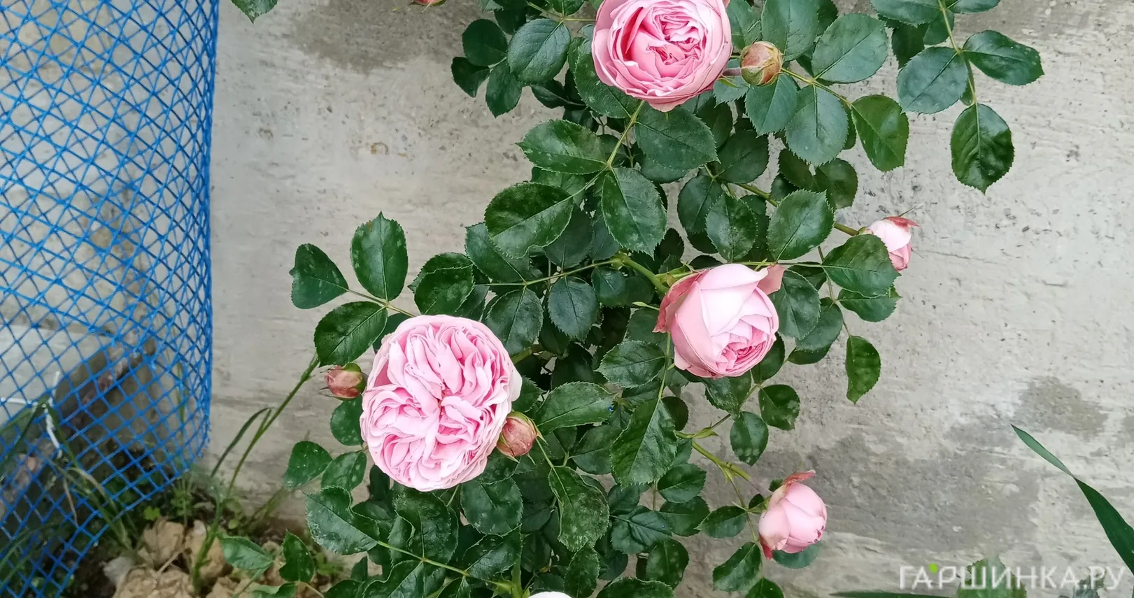 Роза Альков плетистая, Imperial Rose