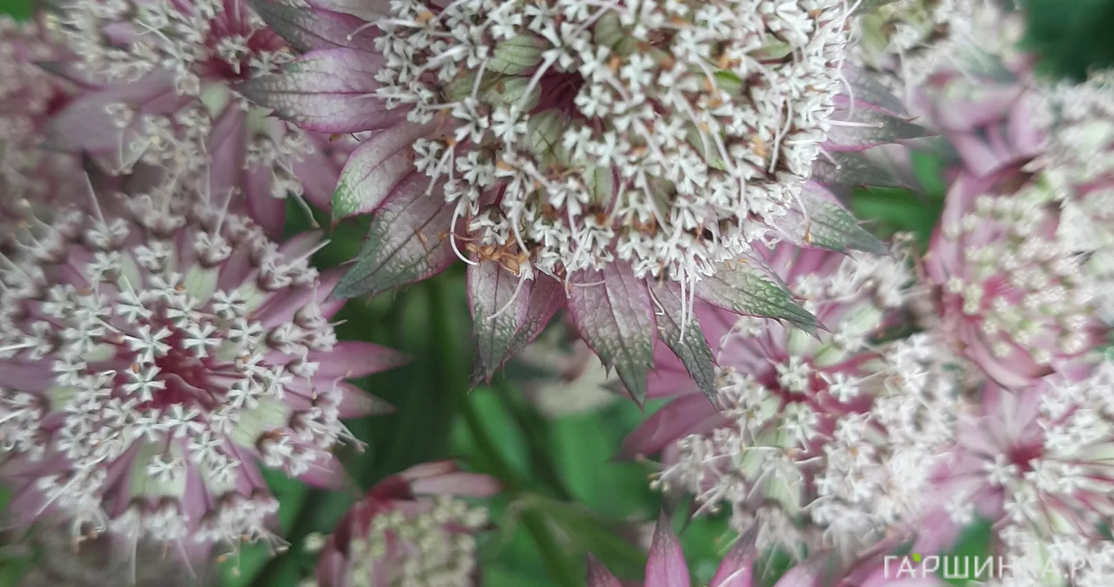 Астранция Примадонна крупная