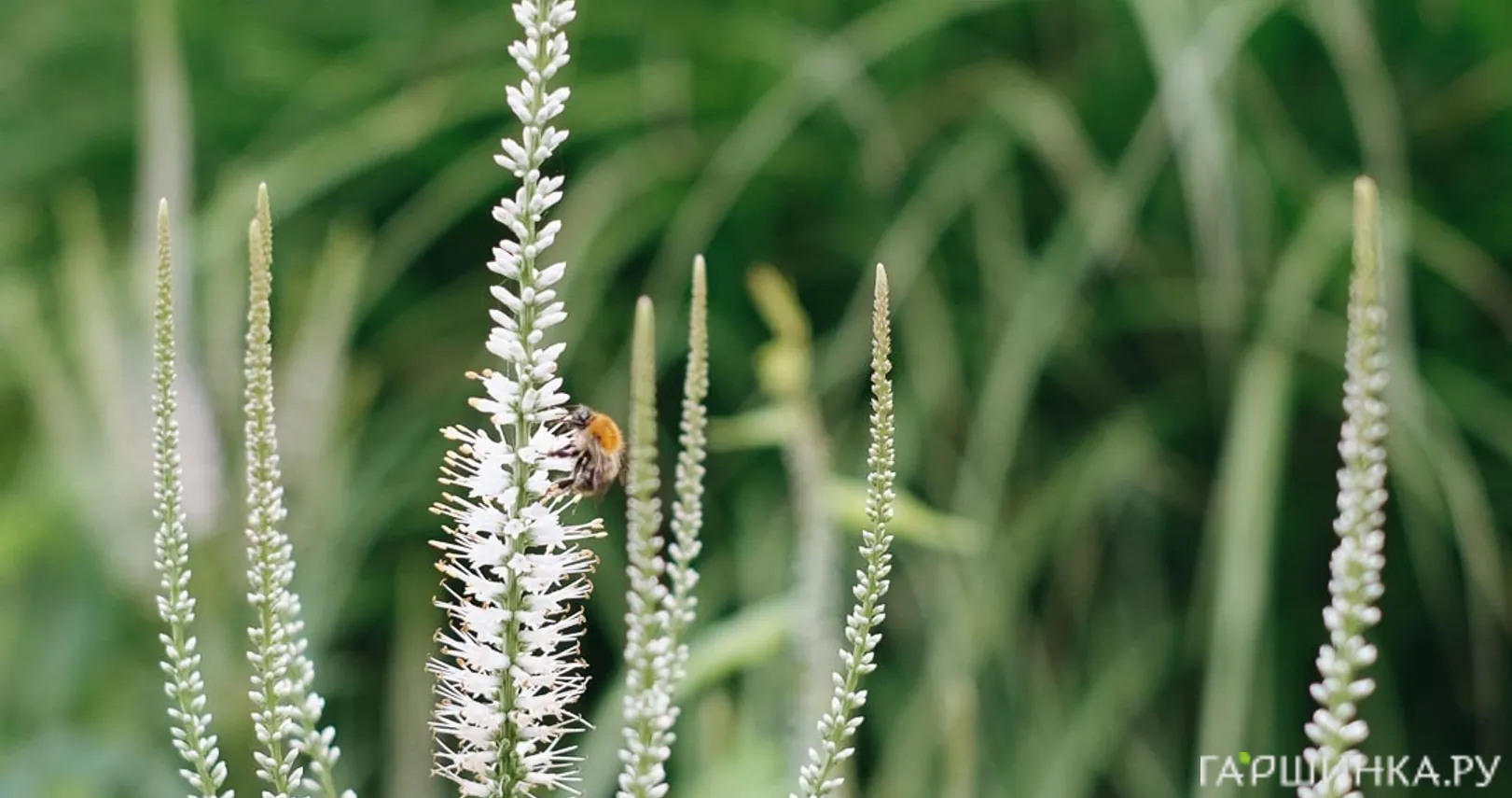 Вероникаструм виргинский Диана