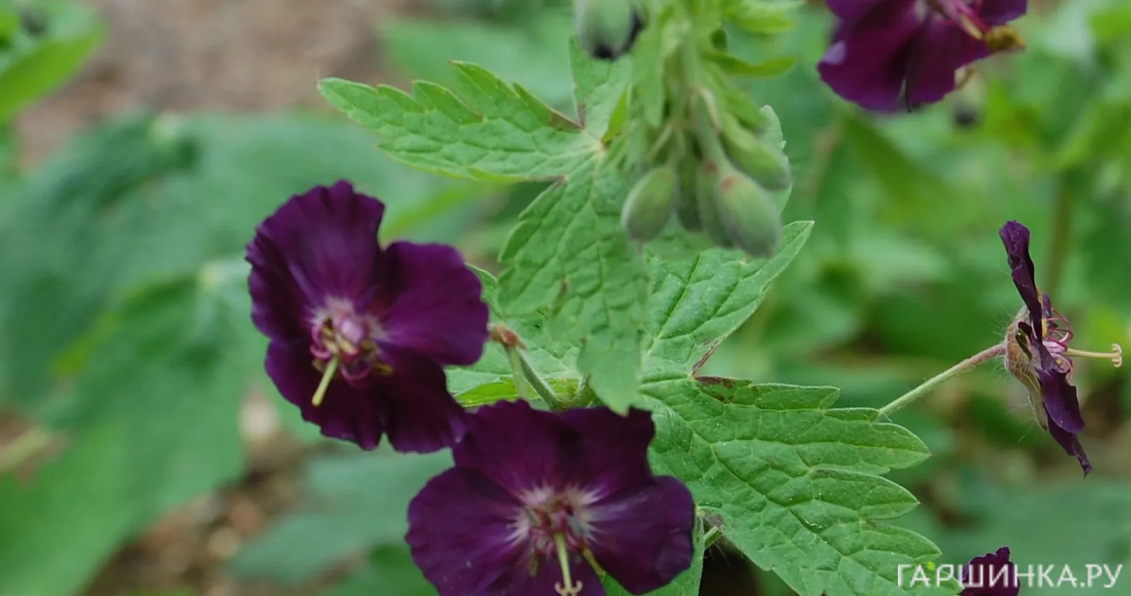 Герань Ревен темная