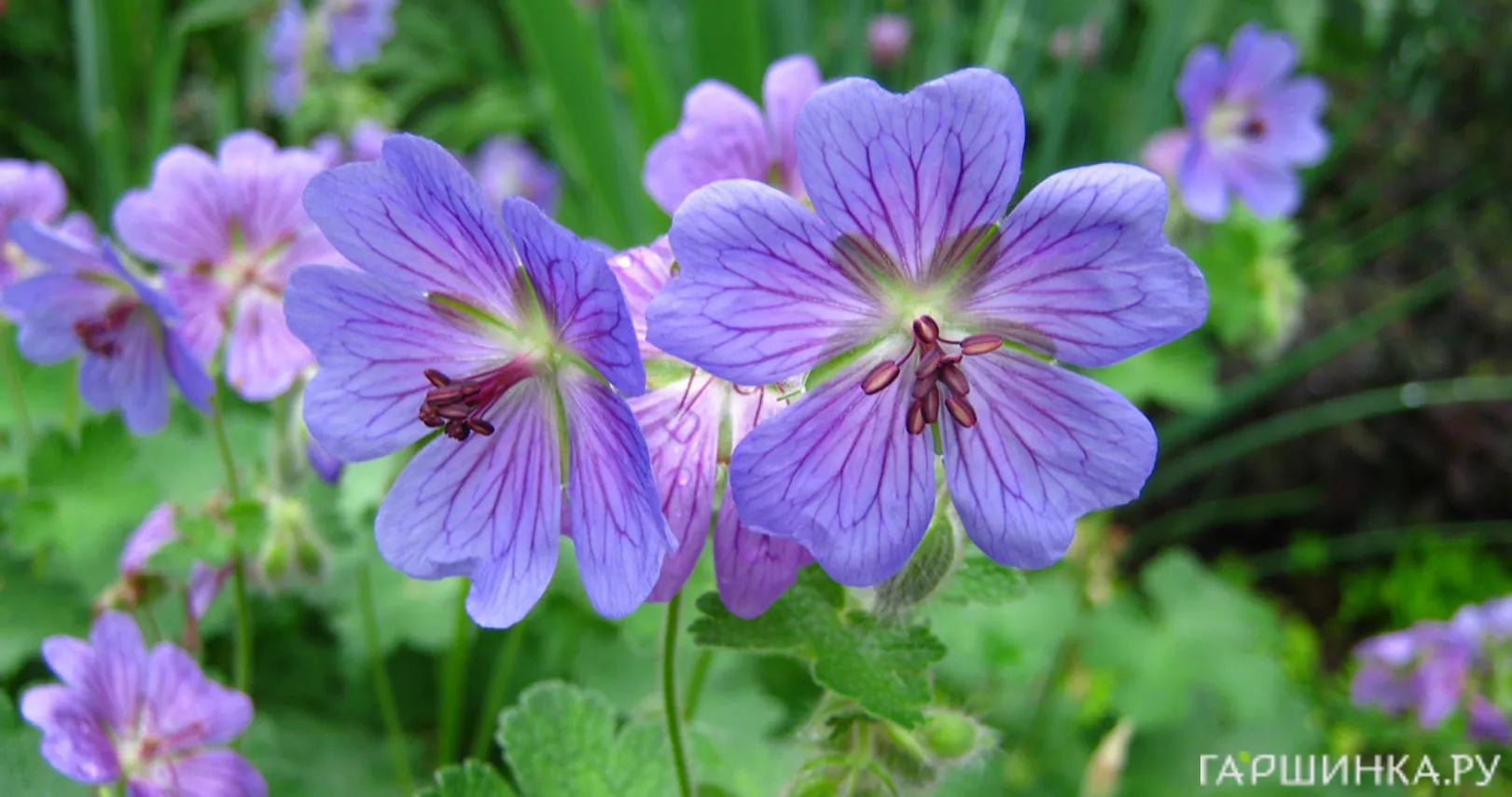 Герань Филипп Ваппель