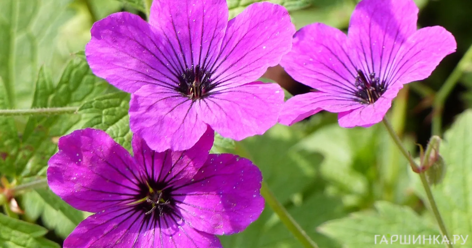 Герань Ред Адмирал