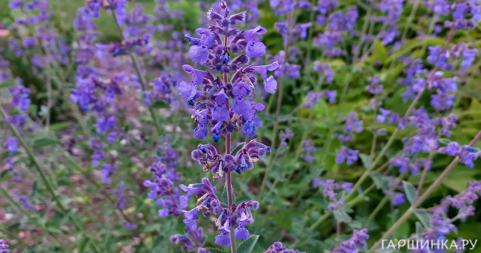 Котовник Фассена Уолкерс Лоу
