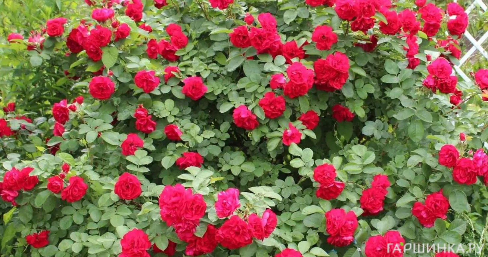 Роза Хансалэнд ругоза (лиц)