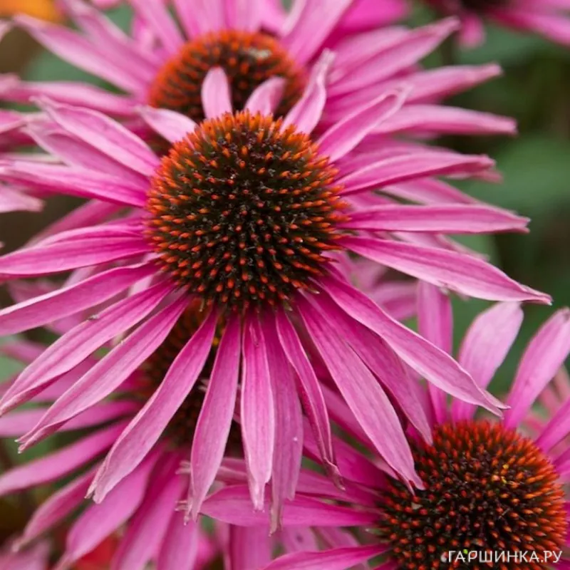 Эхинацея пурпурная