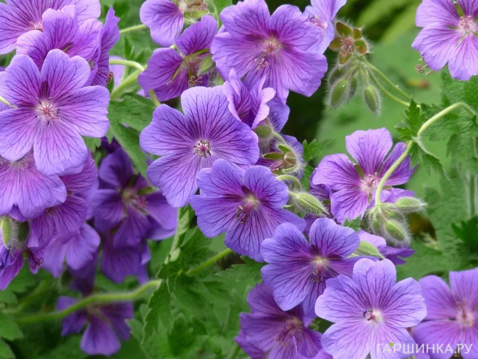 Герань садовая Кашмир Пурпл