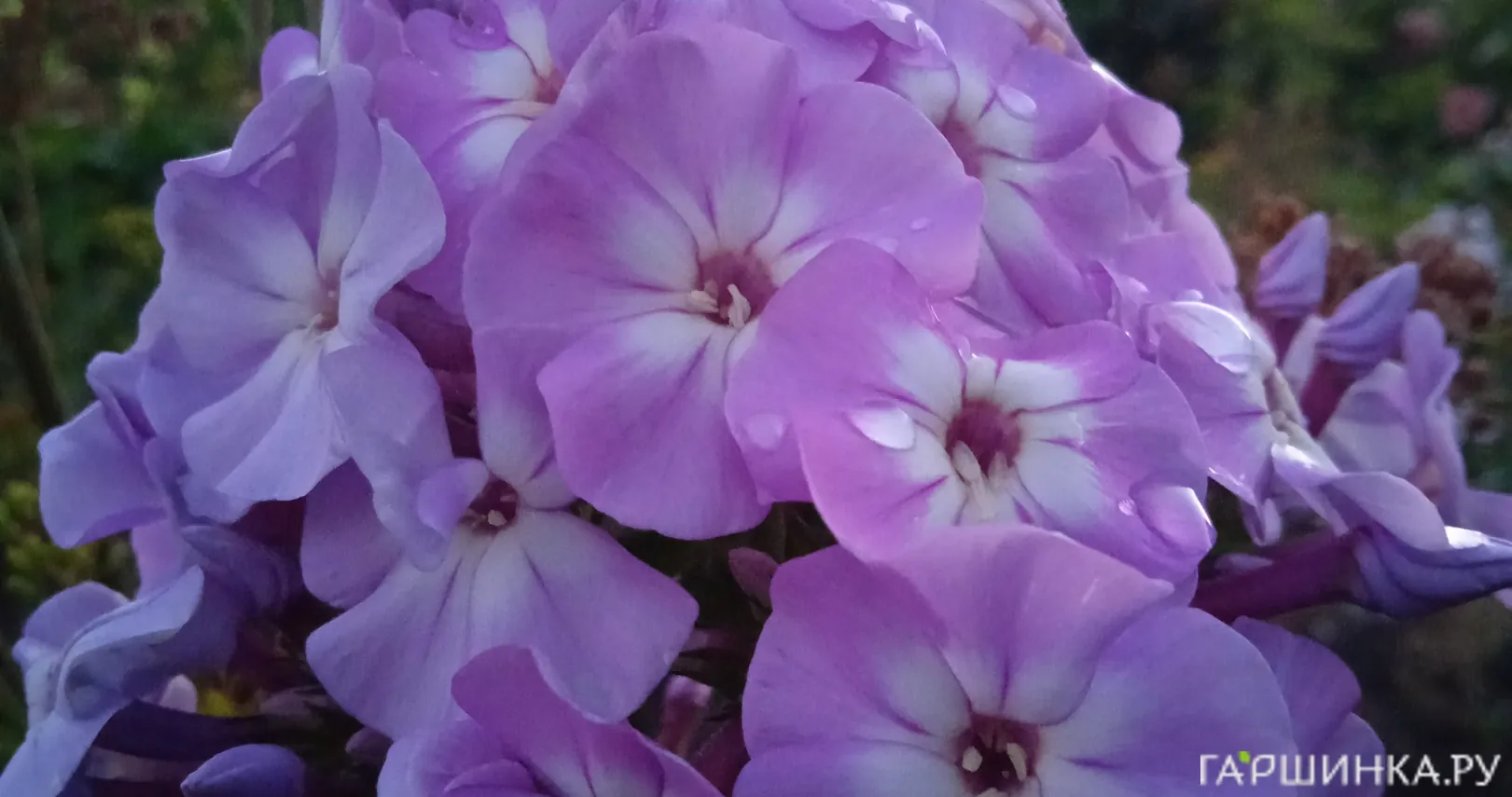 Флокс Мирослав