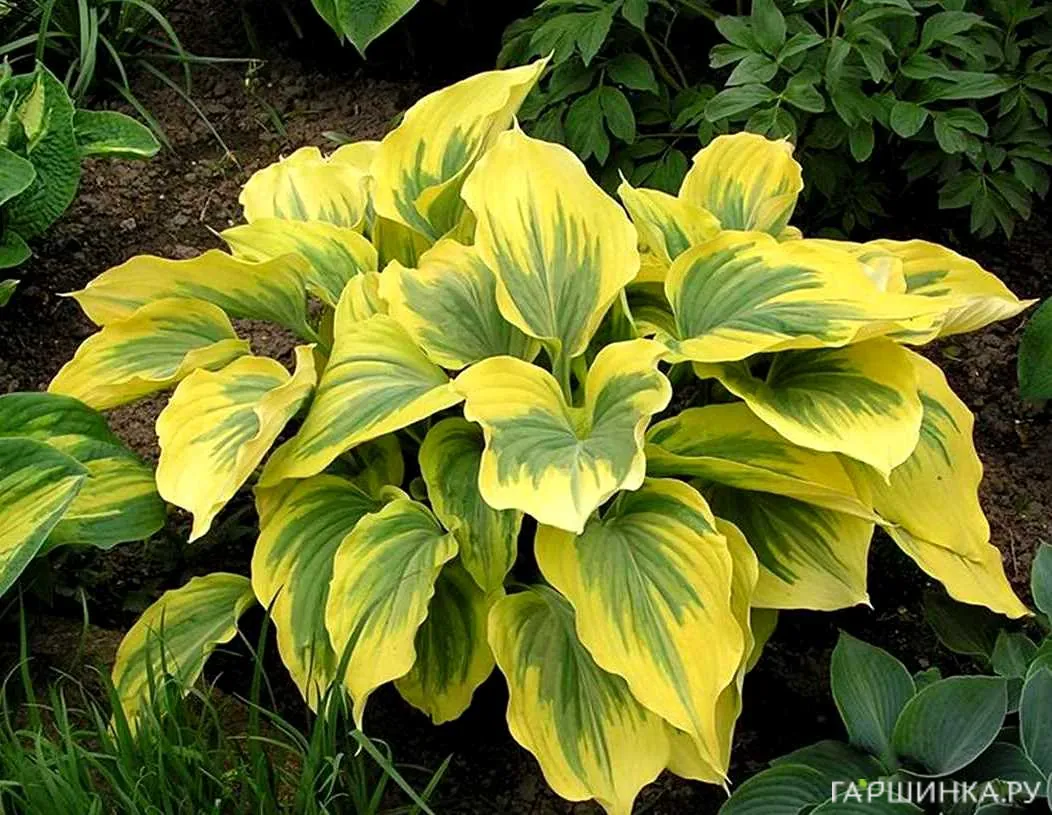 Хоста Айвори Коаст (М)