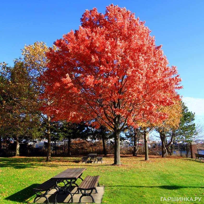 Дуб красный