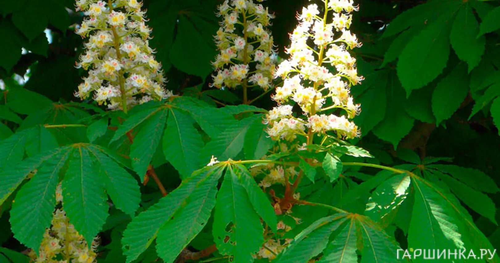 Каштан конский