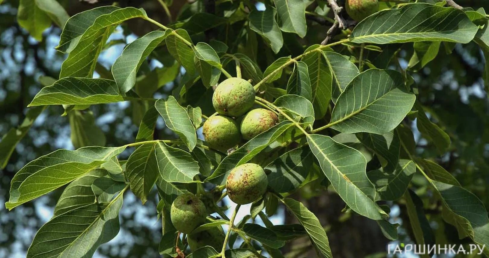 Орех грецкий