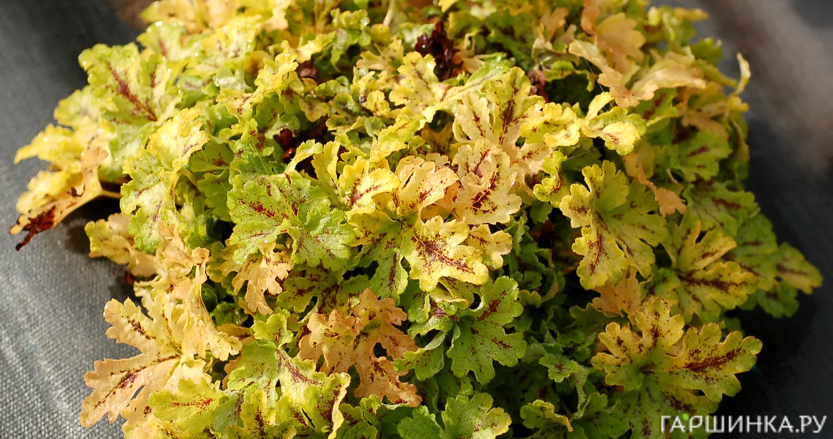 Гейхерелла Спайси Лайм