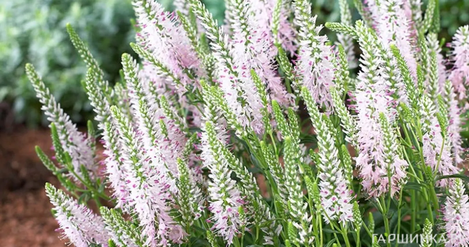 Вероника длиннолистная Пинк Дамаск