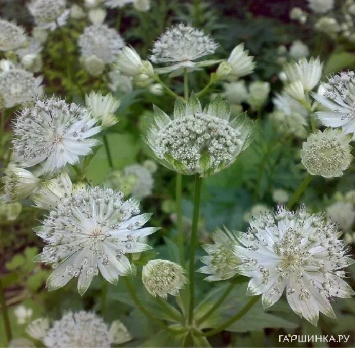 Астранция Даймонд Вайт крупная