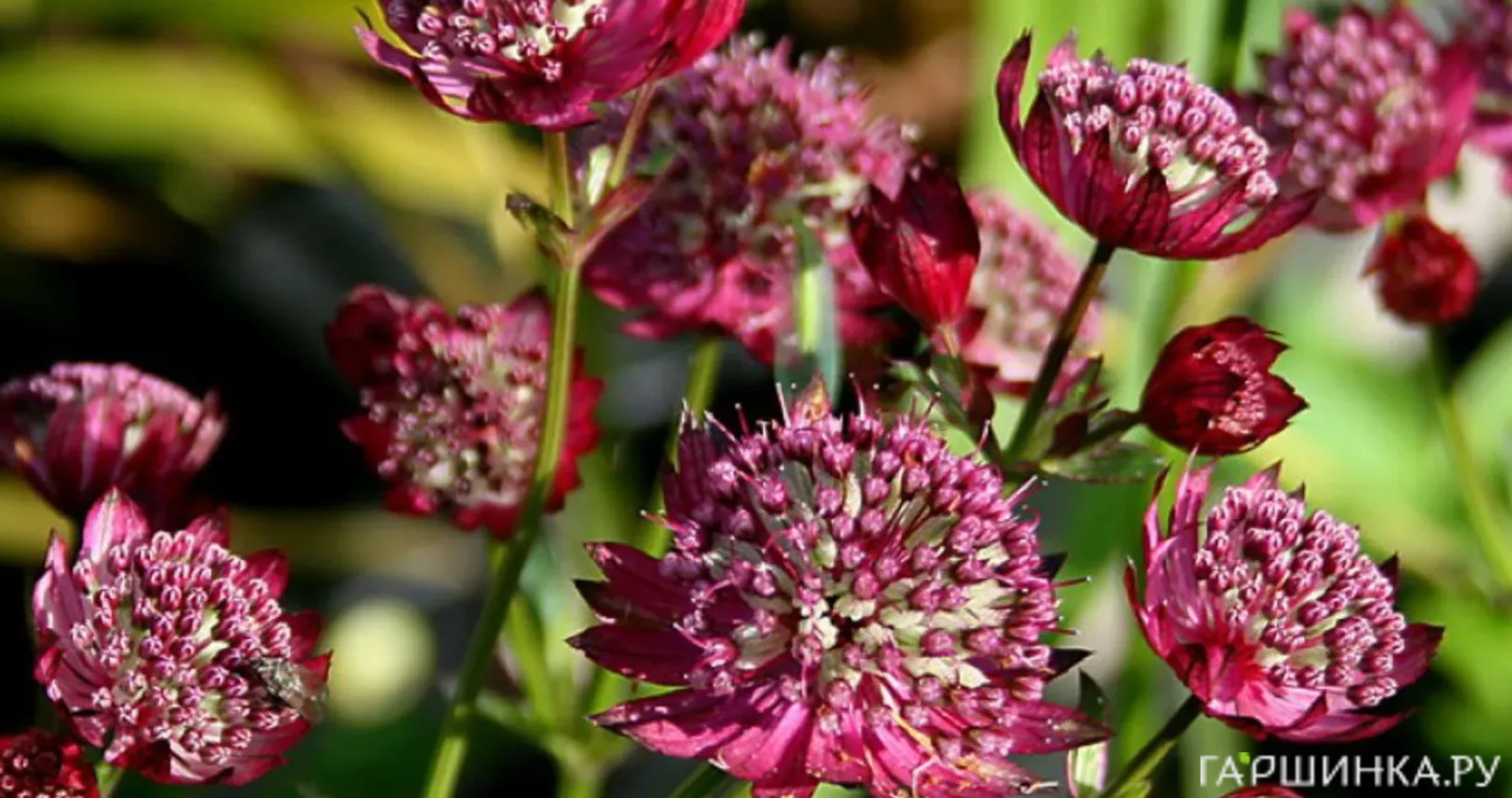 Астранция Мулин Руж